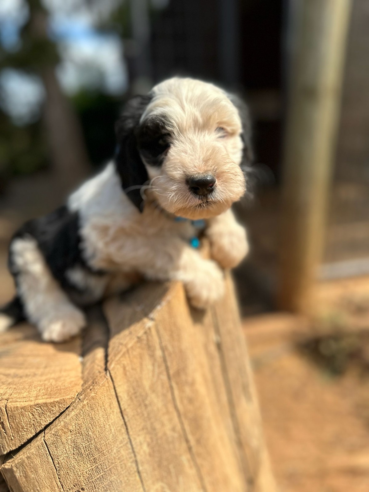Light Blue Collar Boy