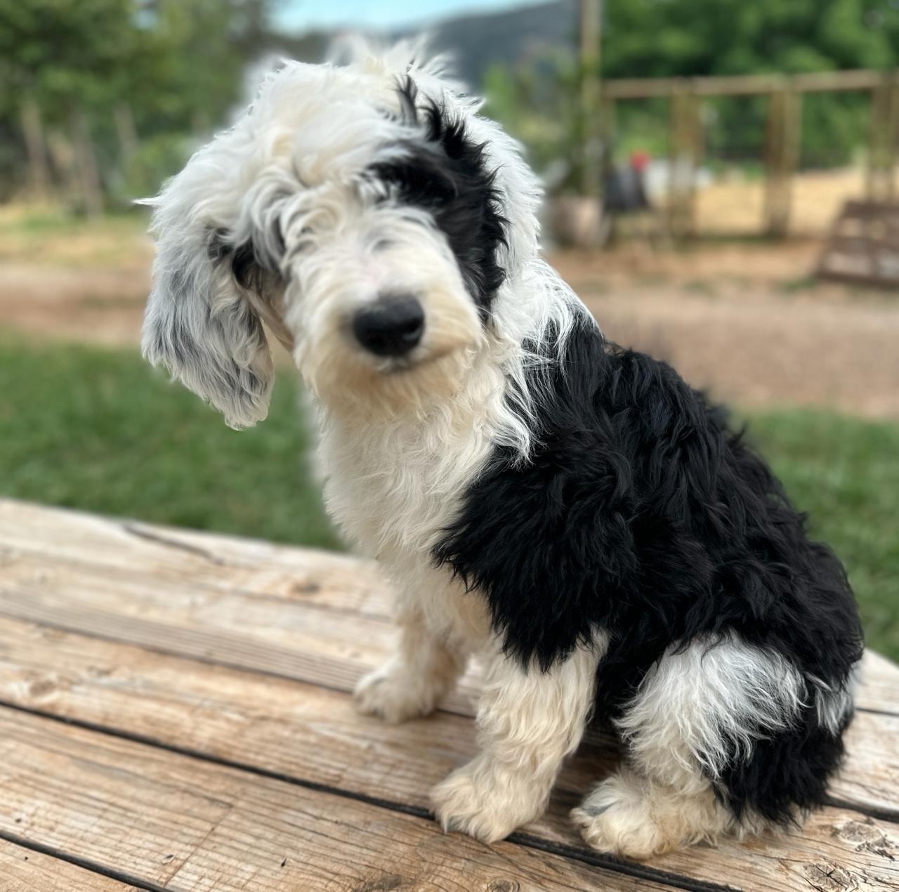 We also have this gorgeous girl available