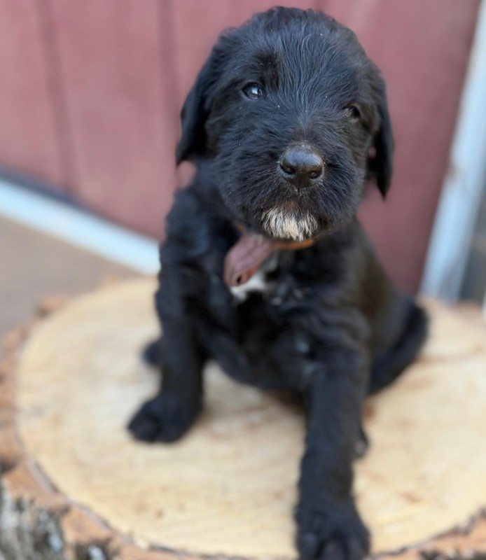 Brown Bow Boy Brown Bow Boy