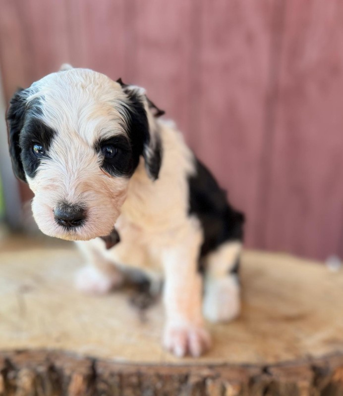 Brown Bow Boy Brown Bow Boy