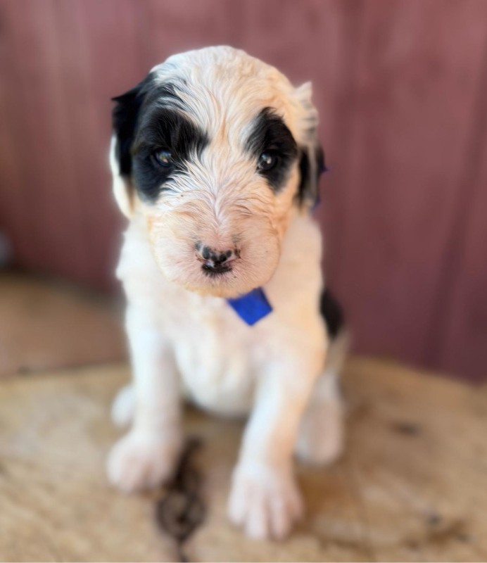 Dark Blue Bow Boy Dark Blue Bow Boy
