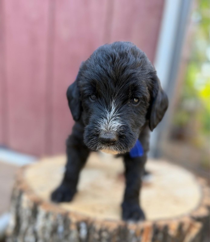 Dark Blue Bow Boy Dark Blue Bow Boy