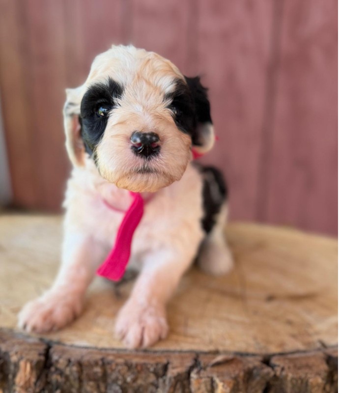 Dark Pink Bow Girl Dark Pink Bow Girl