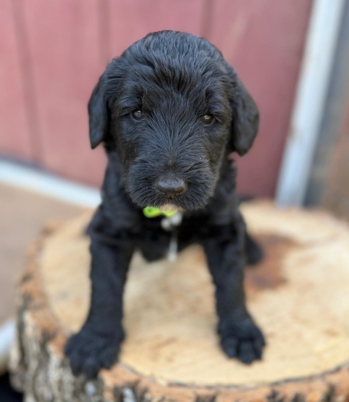 Green Bow Boy Green Bow Boy