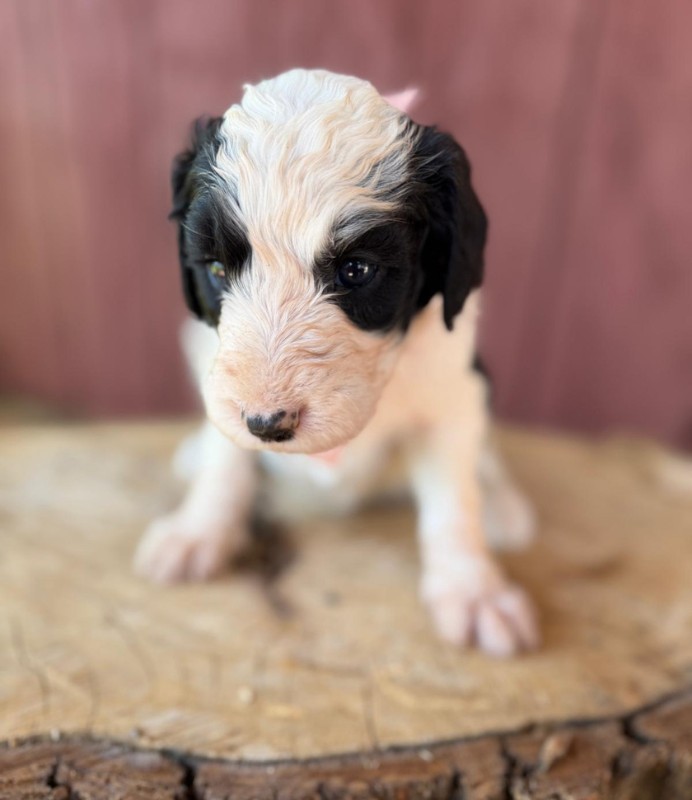 Light Pink Bow Girl Light Pink Bow Girl