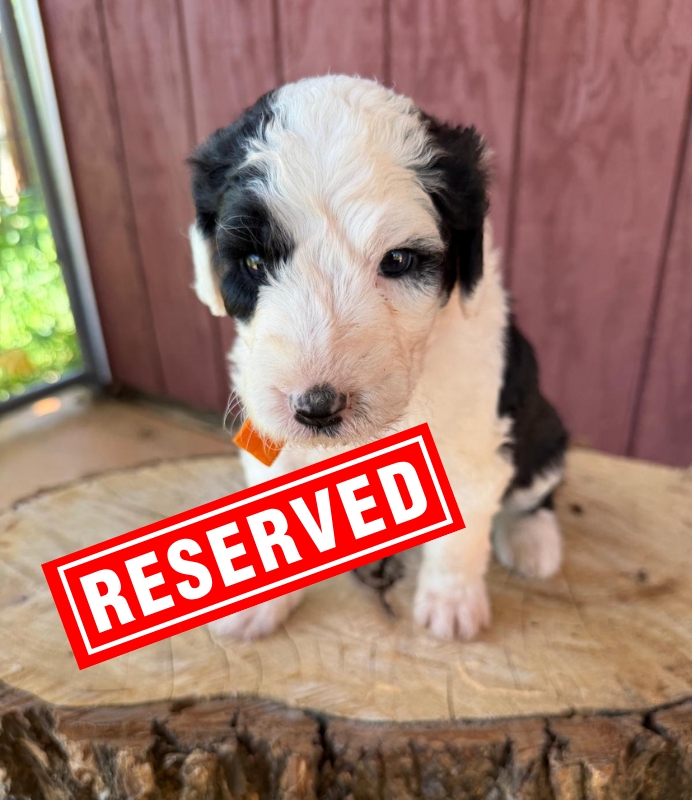 Orange Bow Girl Orange Bow Girl