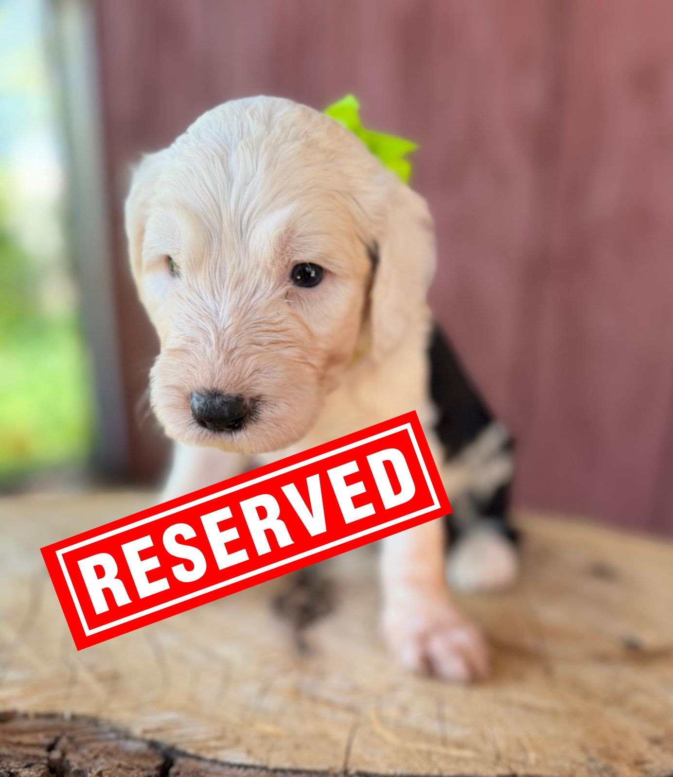 California Sheepadoodle Puppies