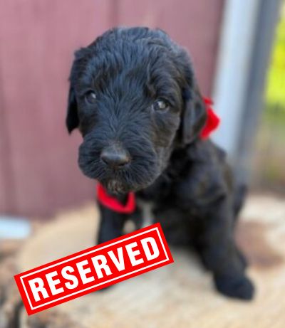 Giant Schnoodle Puppies_Red Bow Girl