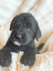 Brown Bow Boy Giant Schnoodle September 2026