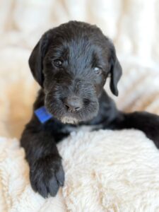 Dark Blue Bow Boy Giant Schnoodle September 2026