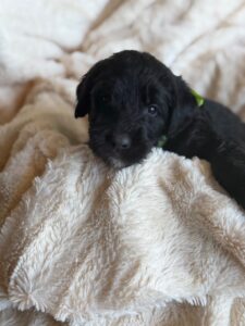 Green Bow Boy Giant Schnoodle September 2026