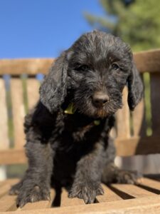Green Collar Boy Giant Schnoodle October 2026