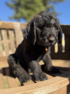 Orange Collar Boy Giant Schnoodle October 2026