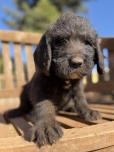 Brown Collar Boy Giant Schnoodle October 2026