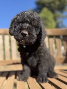 Light Blue Collar Boy Giant Schnoodle October 2026