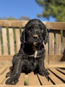 Lavender Collar Girl Giant Schnoodle October 2026