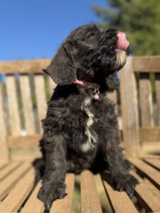 Pink Collar Girl Giant Schnoodle October 2026
