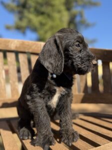 Dark Blue Collar Boy Giant Schnoodle October 2026