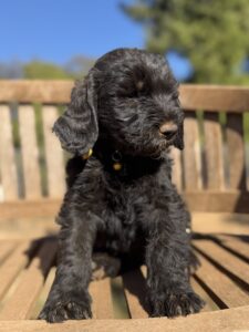Yellow Collar Boy Giant Schnoodle October 2026