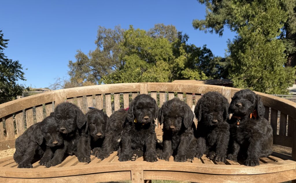 Giant Schnoodle Litter 2026 Giant Schnoodle Litter Image 2 2026