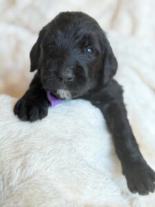 Lavendar Bow Girl Giant Schnoodle September 2026