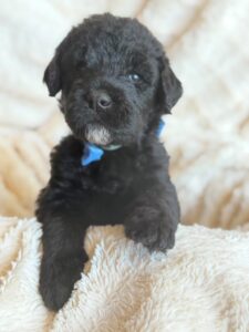 Light Blue Bow Boy Giant Schnoodle September 2026