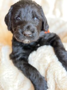 Orange Bow Boy Giant Schnoodle September 2026