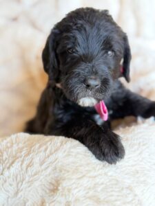 Pink Bow Girl Giant Schnoodle September 2026