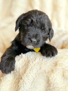 Yellow Bow Boy Giant Schnoodle September 2026